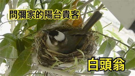 陽台築巢|鳥巢看鳥的個性…. 自從去年有白頭翁來我陽台樹上築。